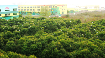 昆山开发区：数千鹭鸟“安家”开发区南宝公司